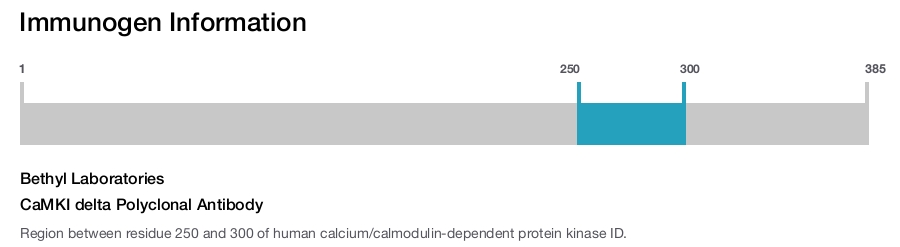 CaMKI delta Polyclonal Antibody