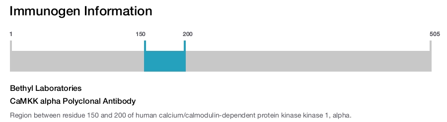CaMKK alpha Polyclonal Antibody