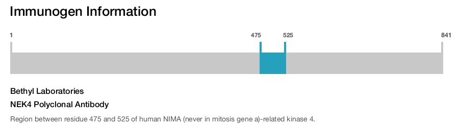 NEK4 Polyclonal Antibody
