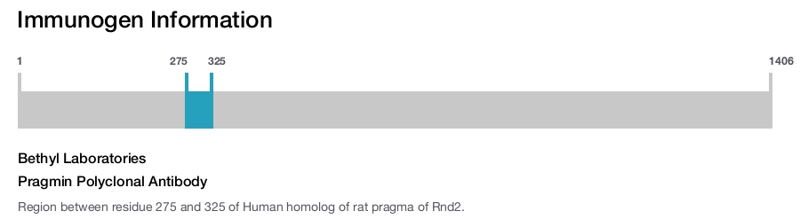 Pragmin Polyclonal Antibody
