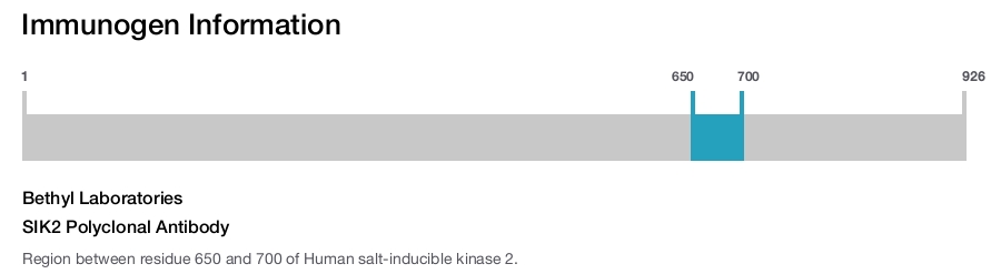 SIK2 Polyclonal Antibody