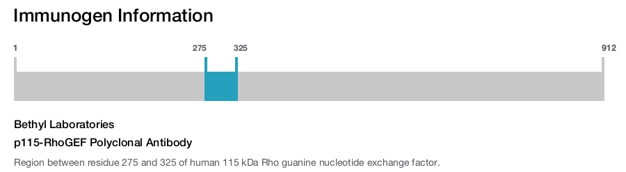 p115-RhoGEF Polyclonal Antibody