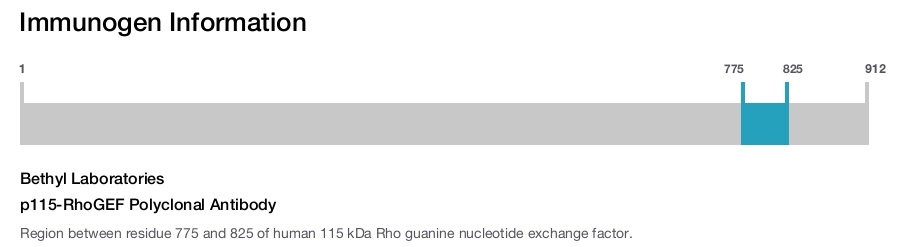 p115-RhoGEF Polyclonal Antibody