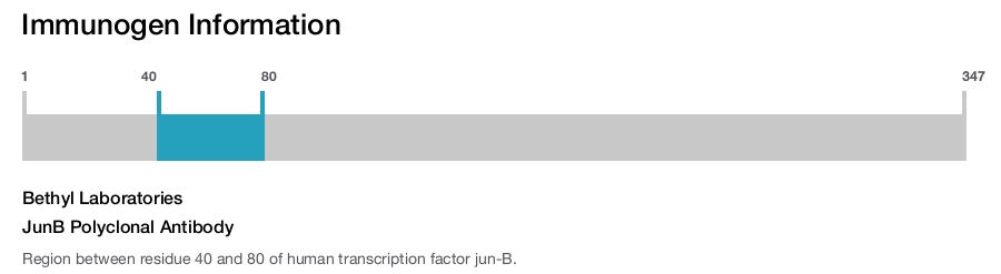 JunB Polyclonal Antibody