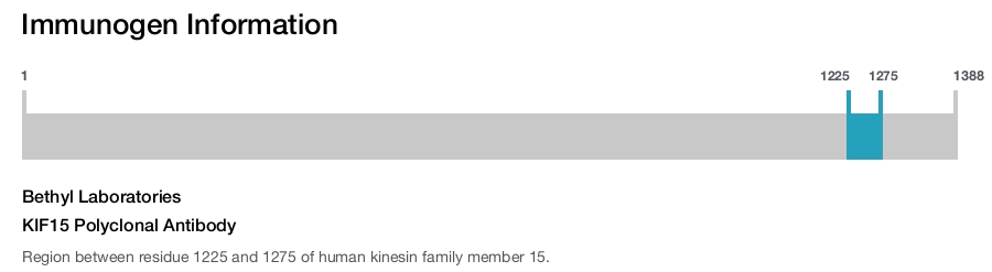KIF15 Polyclonal Antibody