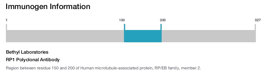 RP1 Polyclonal Antibody