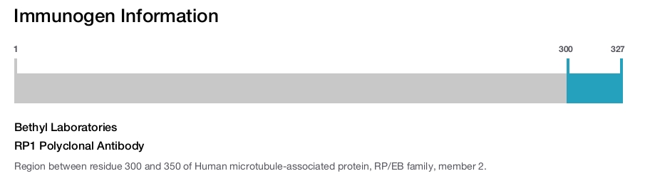 RP1 Polyclonal Antibody