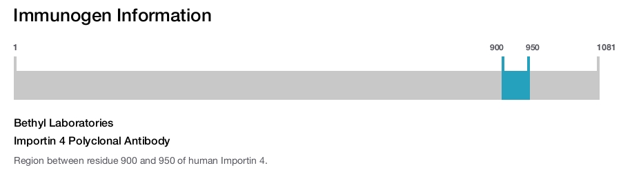 Importin 4 Polyclonal Antibody