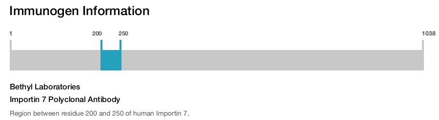 Importin 7 Polyclonal Antibody