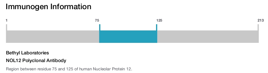 NOL12 Polyclonal Antibody