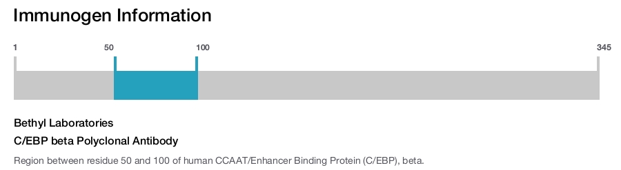 C/EBP beta Polyclonal Antibody