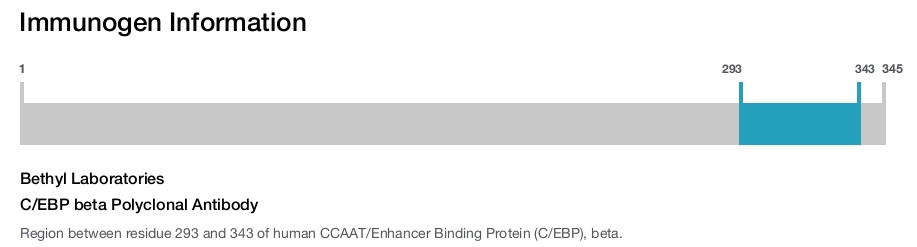 C/EBP beta Polyclonal Antibody