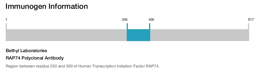 RAP74 Polyclonal Antibody