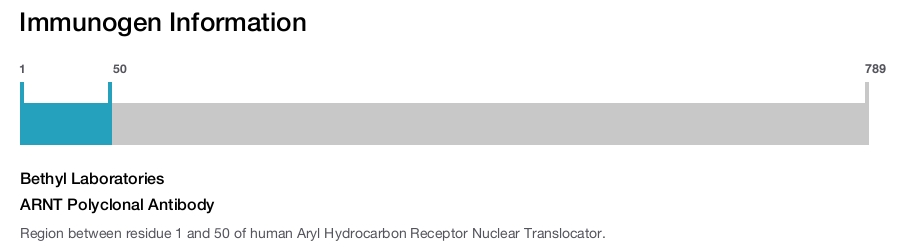 ARNT Polyclonal Antibody