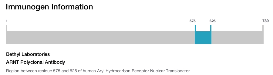 ARNT Polyclonal Antibody