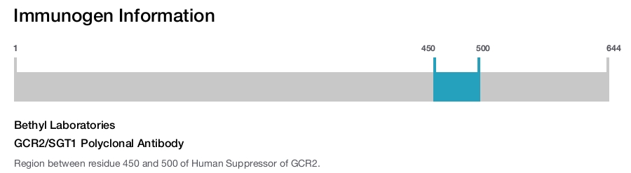 GCR2/SGT1 Polyclonal Antibody