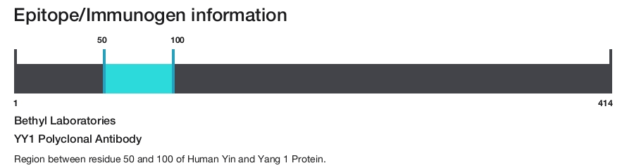 YY1 Polyclonal Antibody