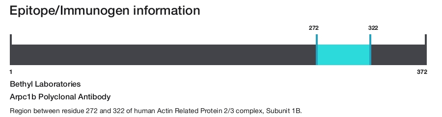 Arpc1b Polyclonal Antibody