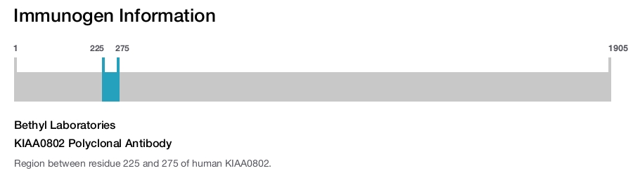 KIAA0802 Polyclonal Antibody