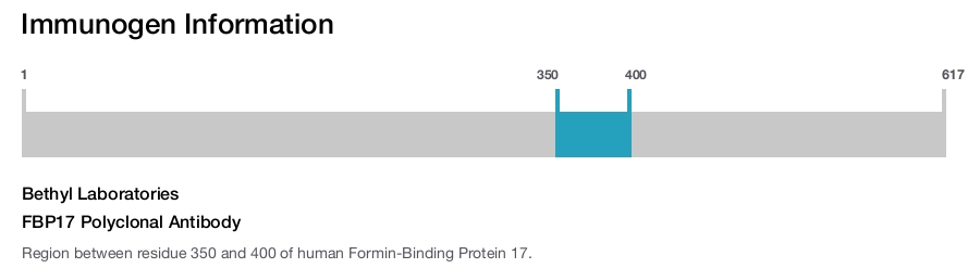 FBP17 Polyclonal Antibody