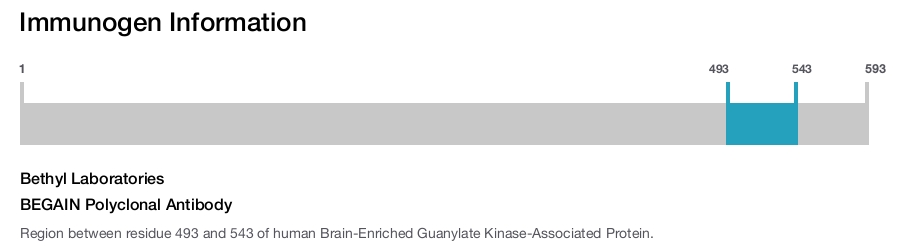 BEGAIN Polyclonal Antibody