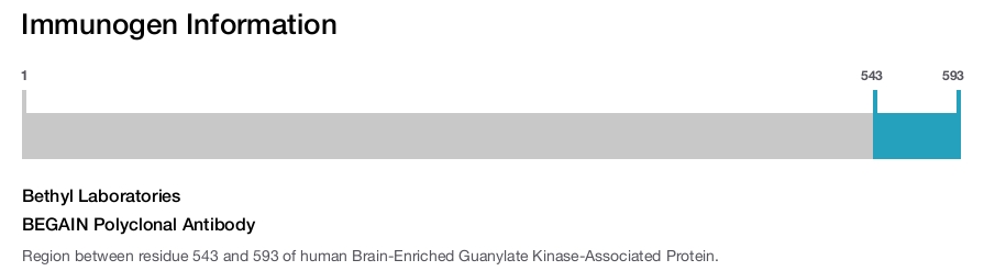 BEGAIN Polyclonal Antibody