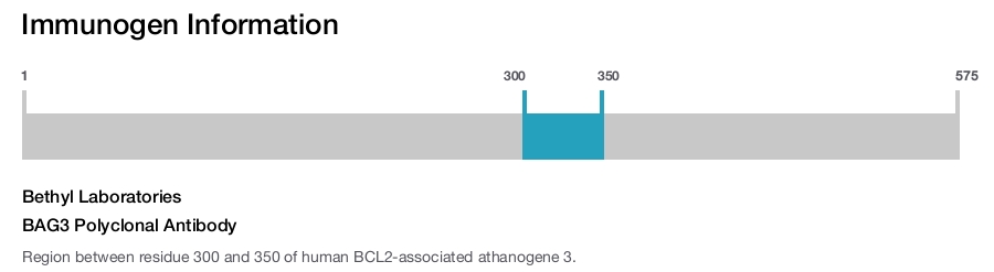 BAG3 Polyclonal Antibody