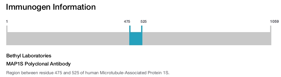 MAP1S Polyclonal Antibody