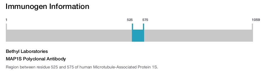 MAP1S Polyclonal Antibody