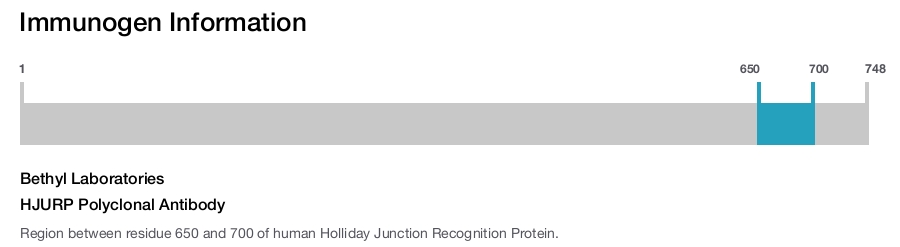 HJURP Polyclonal Antibody