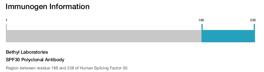 SPF30 Polyclonal Antibody