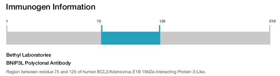 BNIP3L Polyclonal Antibody