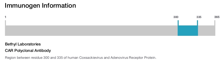 CAR Polyclonal Antibody