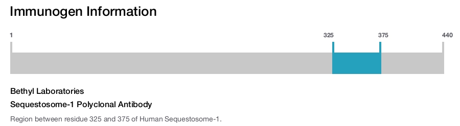 Sequestosome-1 Polyclonal Antibody