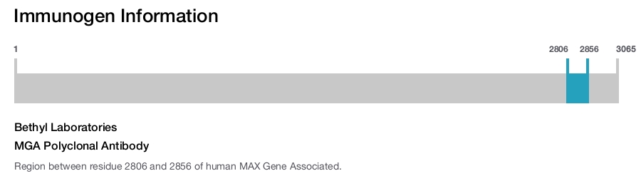 MGA Polyclonal Antibody