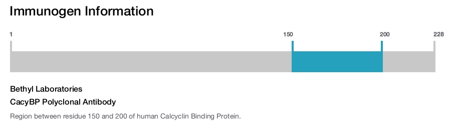 CacyBP Polyclonal Antibody