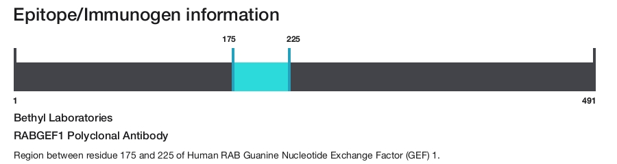 RABGEF1 Polyclonal Antibody