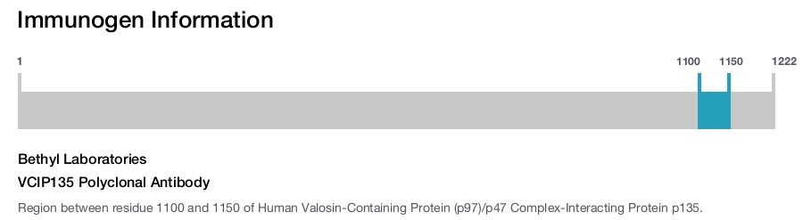 VCIP135 Polyclonal Antibody