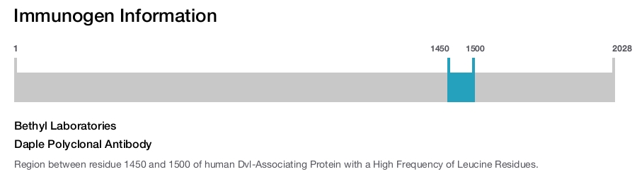 Daple Polyclonal Antibody