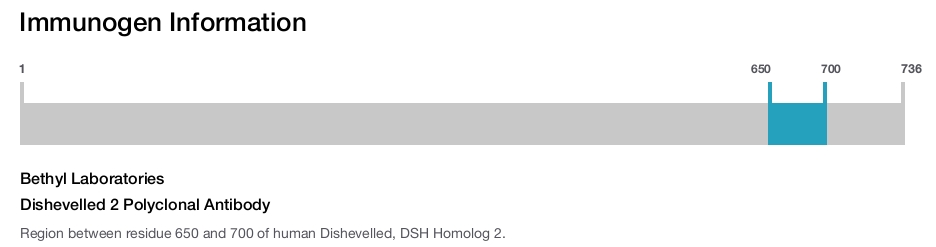 Dishevelled 2 Polyclonal Antibody