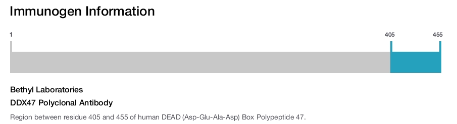 DDX47 Polyclonal Antibody