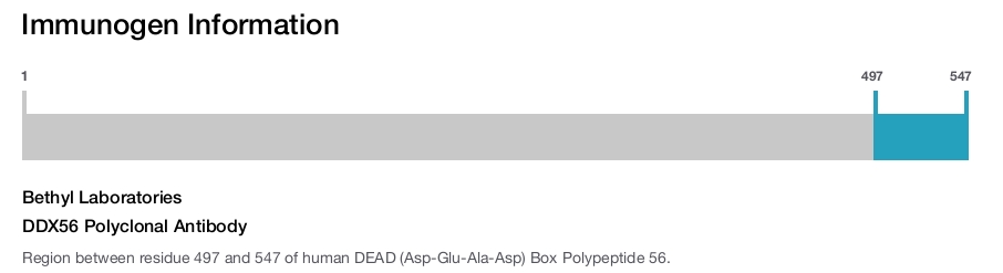 DDX56 Polyclonal Antibody