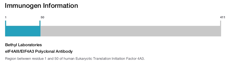 eIF4AIII/EIF4A3 Polyclonal Antibody