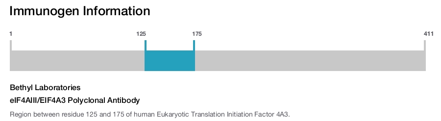 eIF4AIII/EIF4A3 Polyclonal Antibody