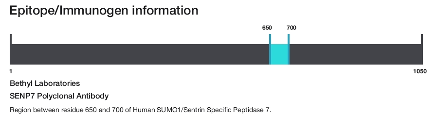 SENP7 Polyclonal Antibody