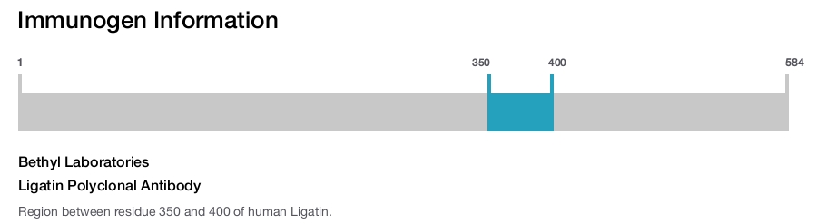 Ligatin Polyclonal Antibody