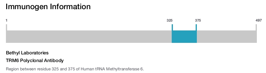 TRM6 Polyclonal Antibody