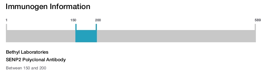 SENP2 Polyclonal Antibody