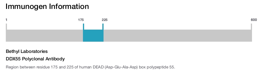 DDX55 Polyclonal Antibody