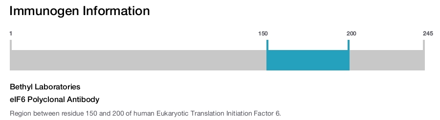 eIF6 Polyclonal Antibody